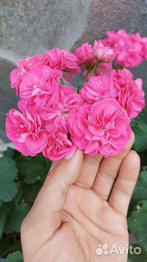 Пеларгония махровая Розалинда