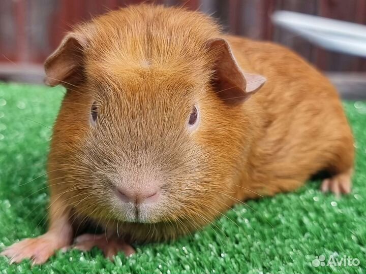 Морские свинки(мальчики и девочки)