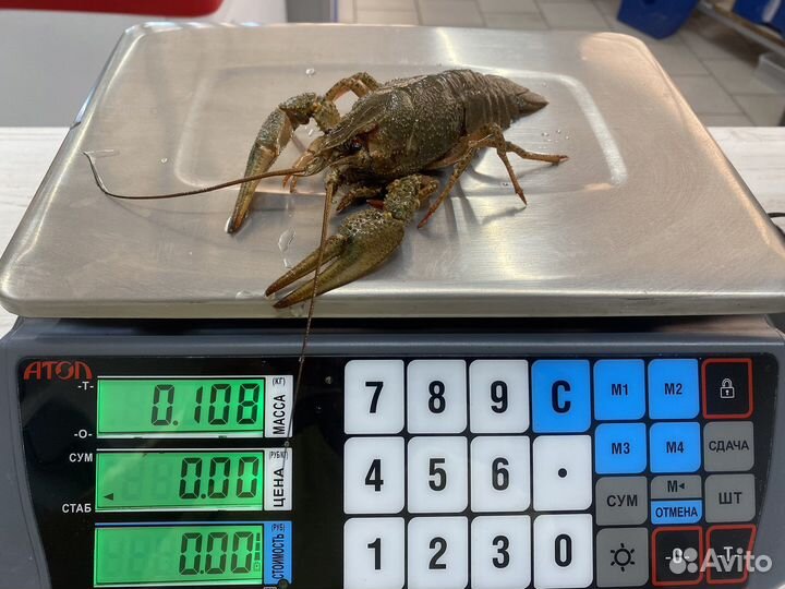 Раки Живые. Волжские