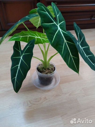 Алоказия фрайдек, мишольца, Alocasia Frydek