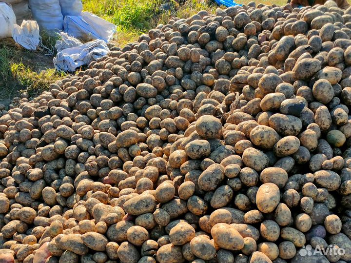 Картошка картофель в Слюдянке мешками
