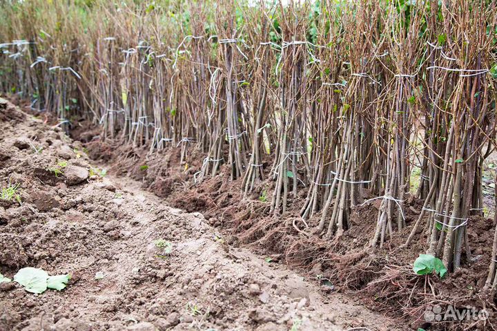 Саженцы Лесного Ореха сорт Трапезунд (Фундук)