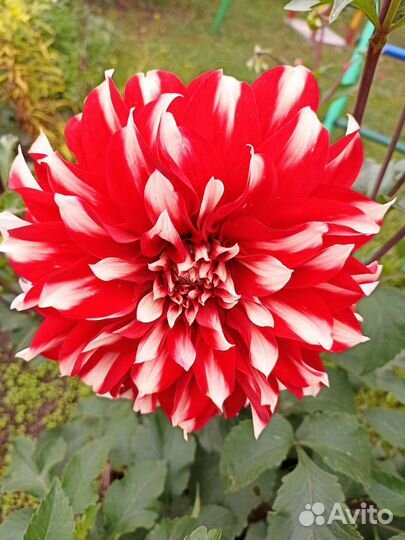 Цветы георгины клубни