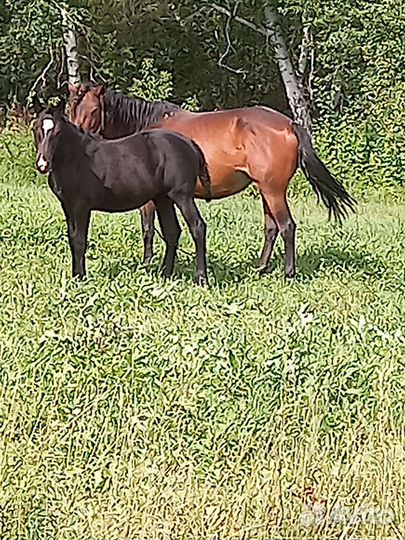 Лошадь с жеребенком