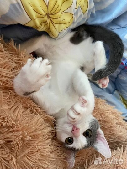 Домашние животные