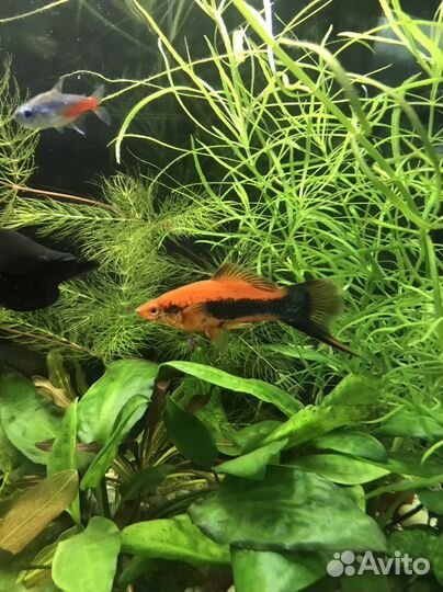 Обмен Анциструс и меченосец