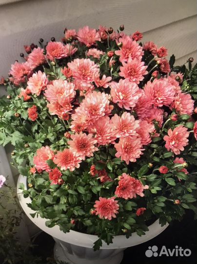 Хризантемы мультифлора