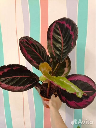 Калатея Сюрпрайз Стар