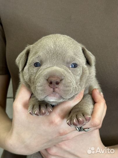 Щенки питбуля