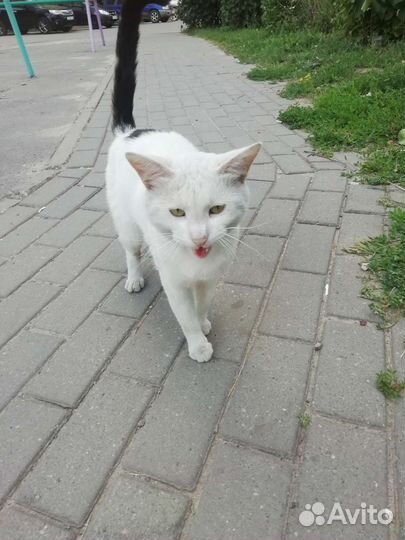 Кот Василий