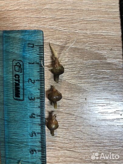 Alocasia polly yellow var