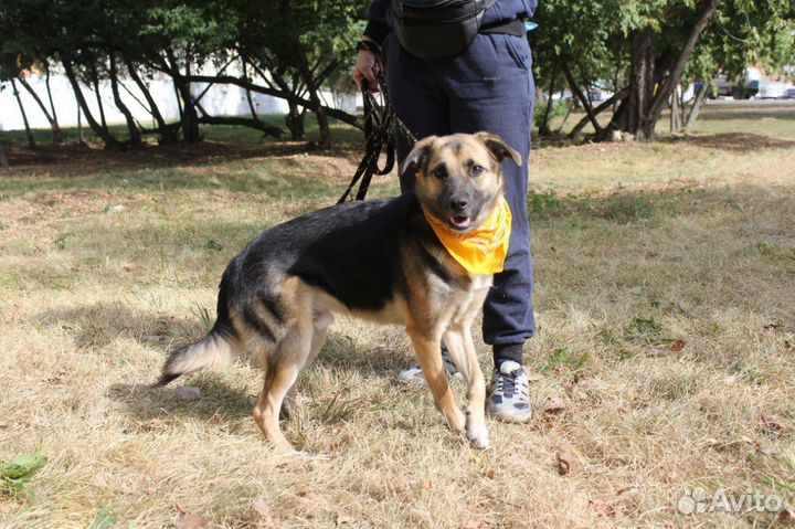 Собака в добрые руки