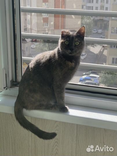 Мася ищет дом