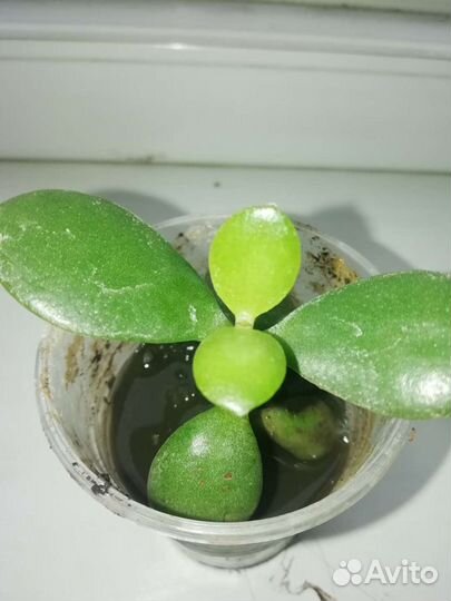 Толстянка от 10см. до 1 метра, цветы в подарок