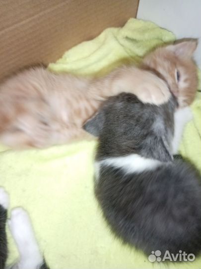 Котята в добрые руки 1 месяц