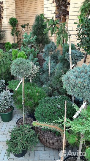 На штамбе большой ассортимент хвойных