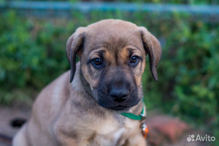 Щеночек мальчик ищет дом