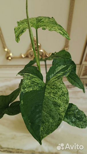 Сингониум Моттлед