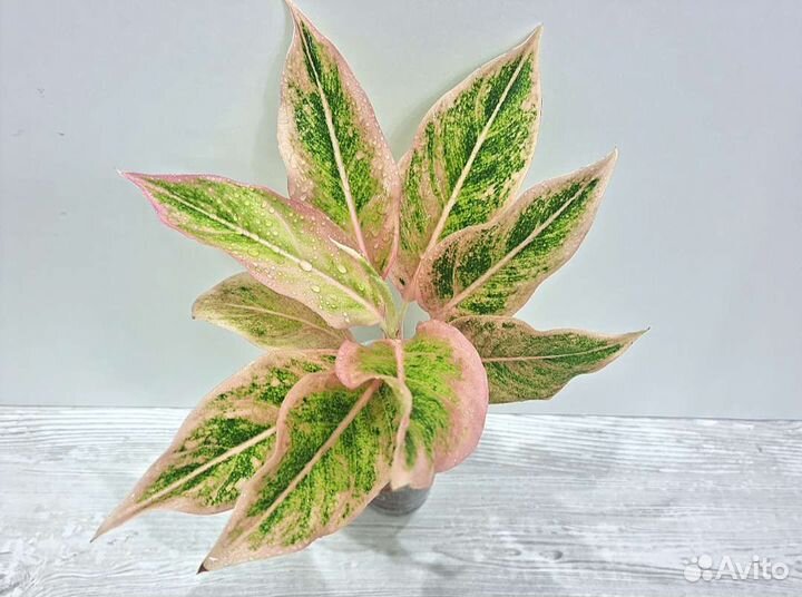 Аглаонема Lipstick Pudding