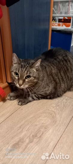 Передержка кошек на Ладожской (у котоняни дома)