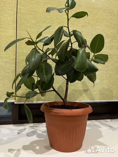 Фикус Эластика Робуста