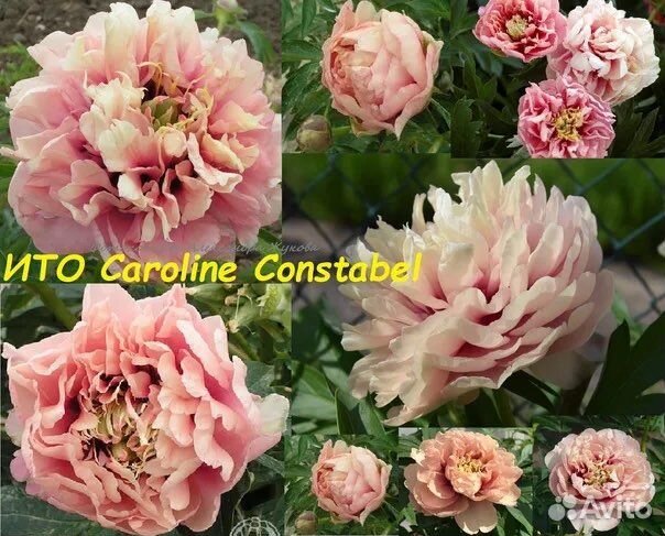 Ито пионы Поставка осень 2023