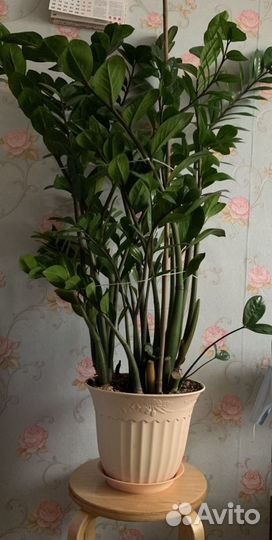 Замиокулькас