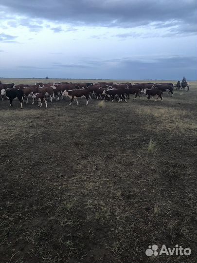 Продажа коров
