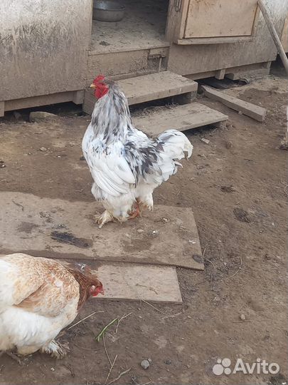 Петухи