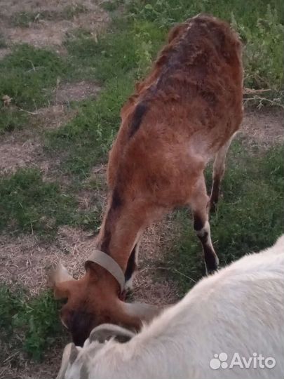 Дойные нубийские козы и зааненка