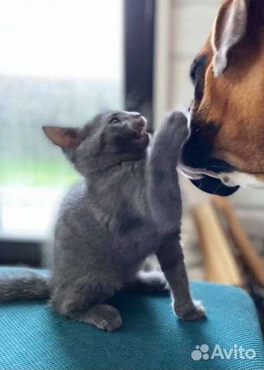 Котята от кошки крысоловки