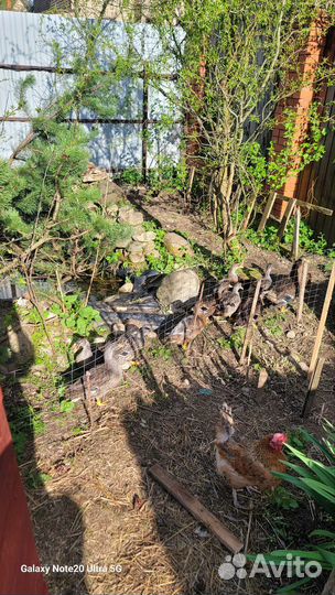 Утята от криковой подсадной утки