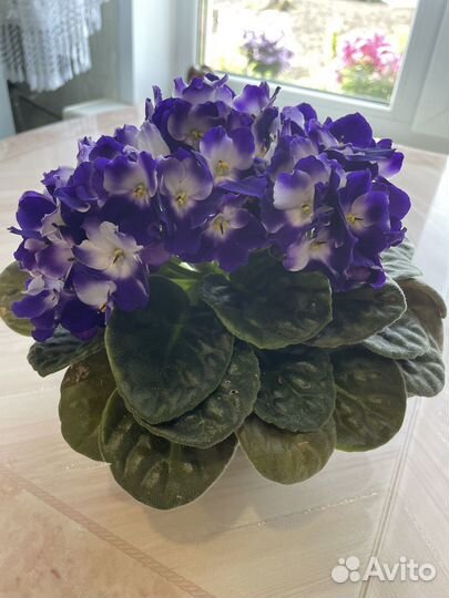 Цветущие фиалки