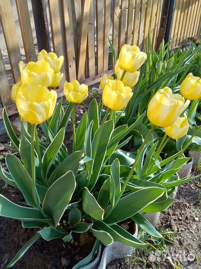 Многолетние садовые цветы