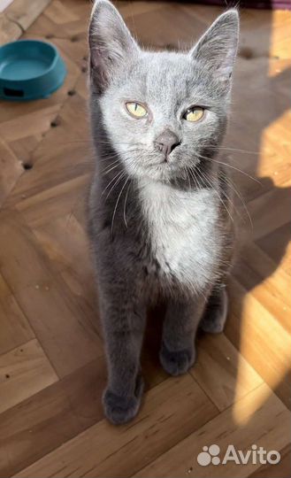 Котята в добрые руки бесплатно