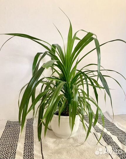 Панданус винтовая пальма