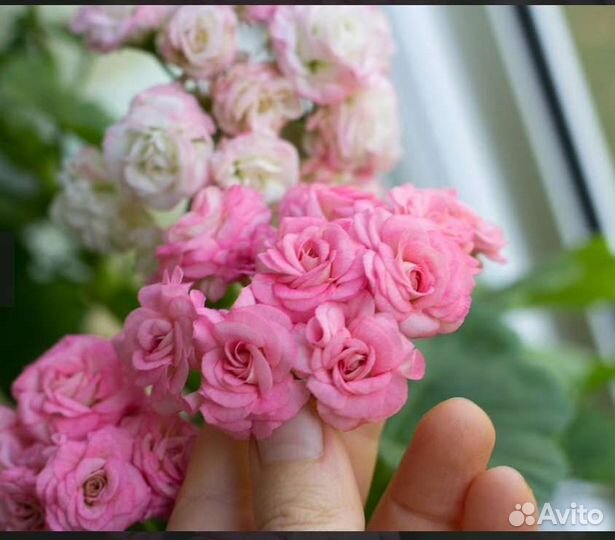 Пеларгония герань сортовая Grainger's Antique Rose