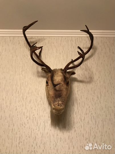 Чучело головы оленя