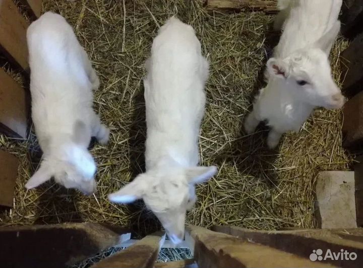 Козлята от молочных коз