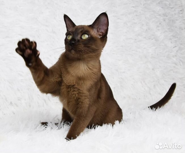 Тонкинез, котята