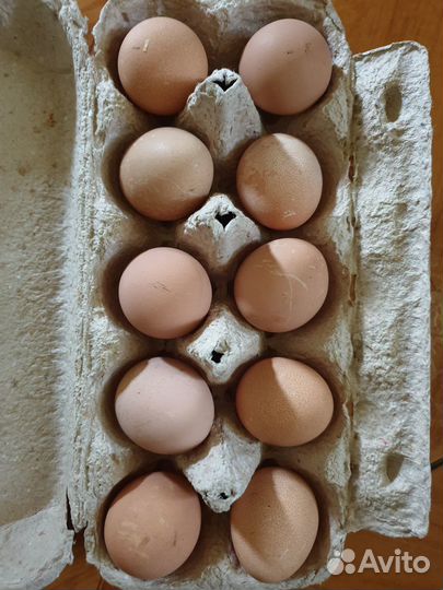 Яйца цесарки