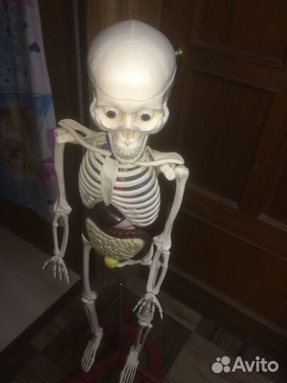 Скелет в сборе, плюс мышцы, плюс журналы