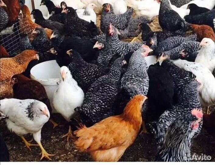 Куры молодки