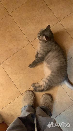 Британская кошка