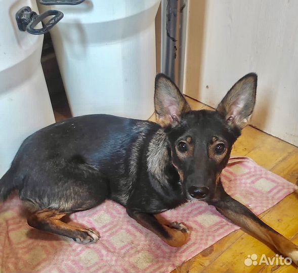 Маленькая собака в дар в добрые руки