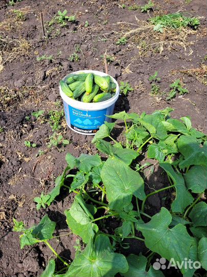 Огурцы свежие домашние