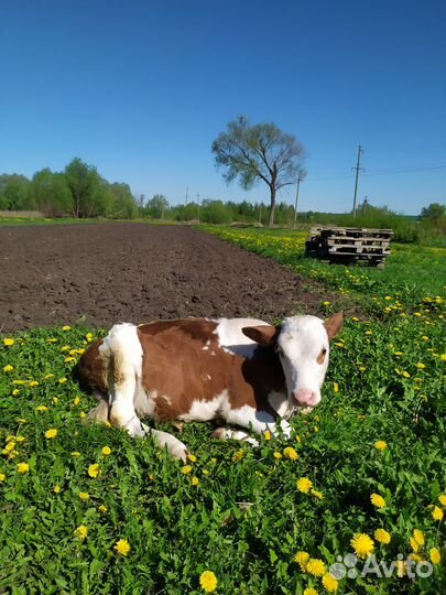 Телки телята