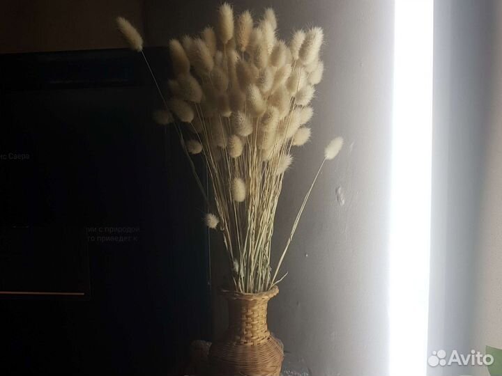 Сухоцветы лагурус