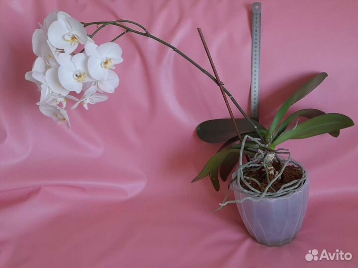Орхидея белая