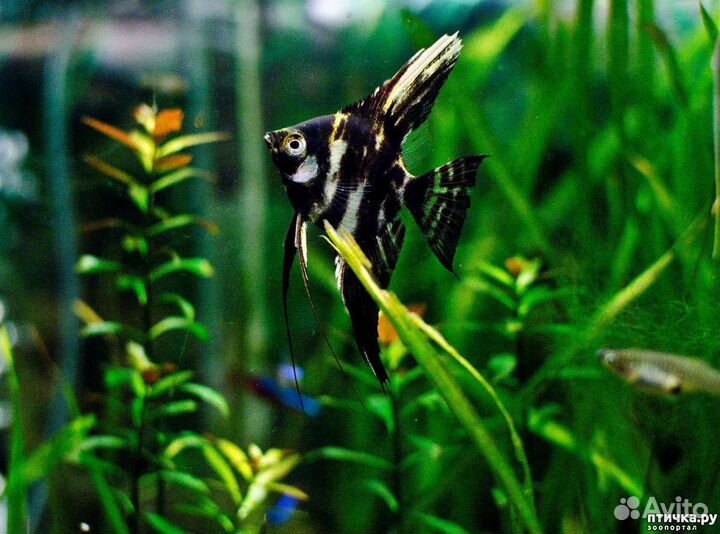 Рыбки скалярии